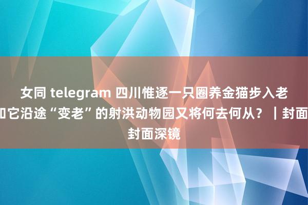 女同 telegram 四川惟逐一只圈养金猫步入老年  和它沿途“变老”的射洪动物园又将何去何从？｜封面深镜