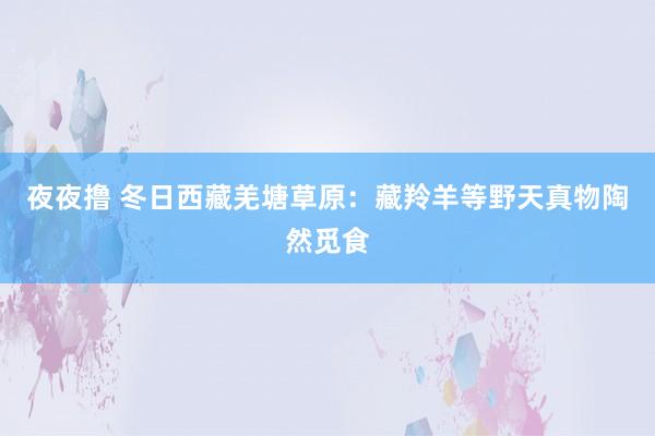 夜夜撸 冬日西藏羌塘草原：藏羚羊等野天真物陶然觅食