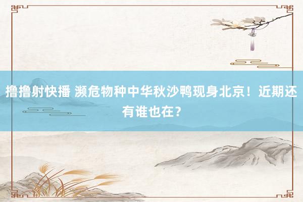 撸撸射快播 濒危物种中华秋沙鸭现身北京！近期还有谁也在？