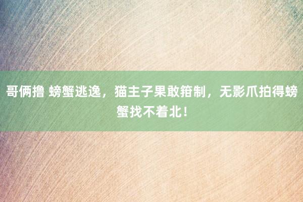 哥俩撸 螃蟹逃逸，猫主子果敢箝制，无影爪拍得螃蟹找不着北！