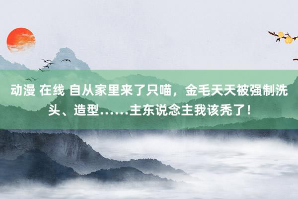 动漫 在线 自从家里来了只喵，金毛天天被强制洗头、造型……主东说念主我该秃了！